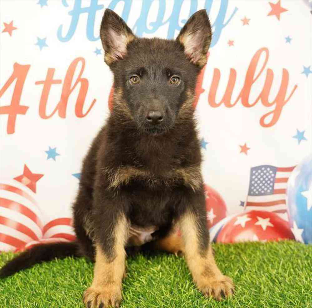 pet breed image