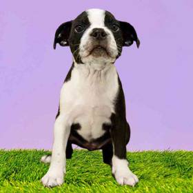 Boston Terrier