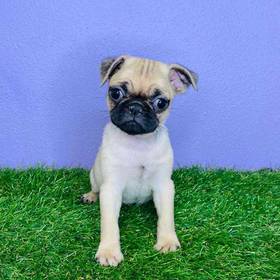 Pug
