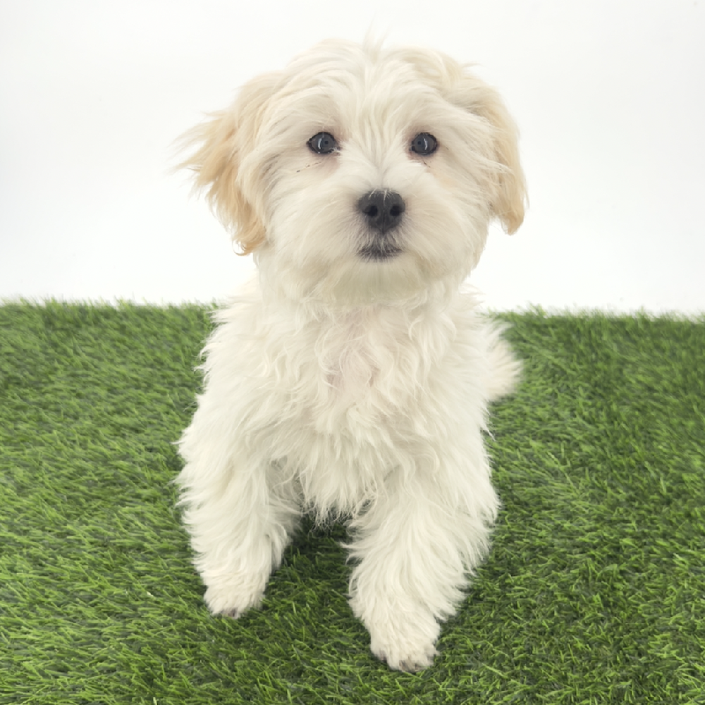 pet breed image