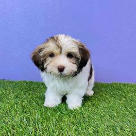 Havanese