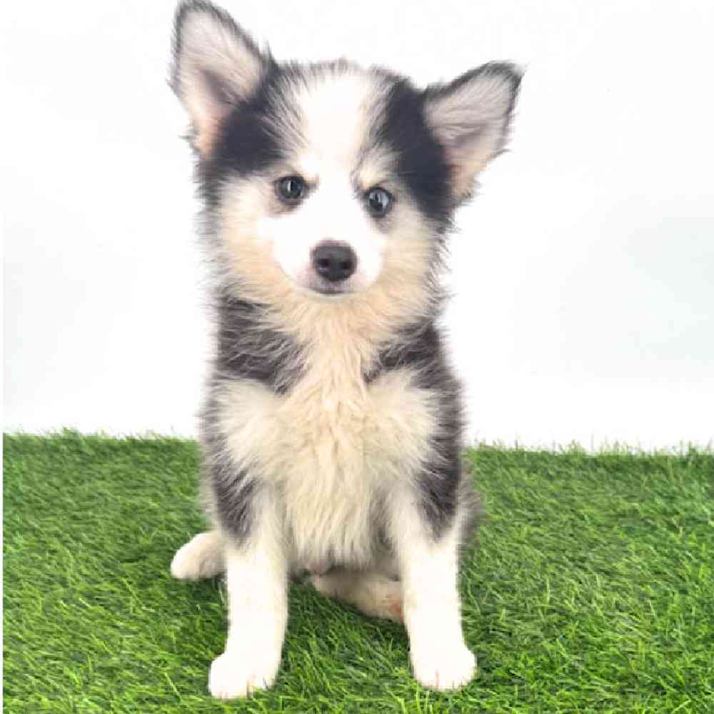pet breed image