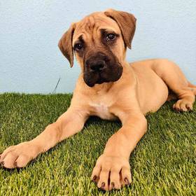 Bullmastiff