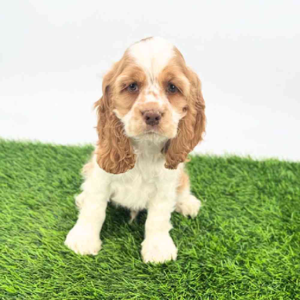 pet breed image