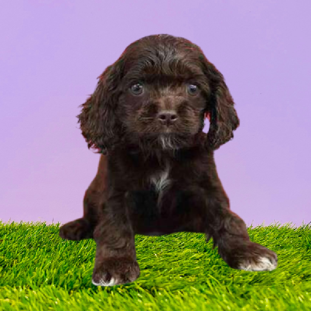 Cocker Spaniel