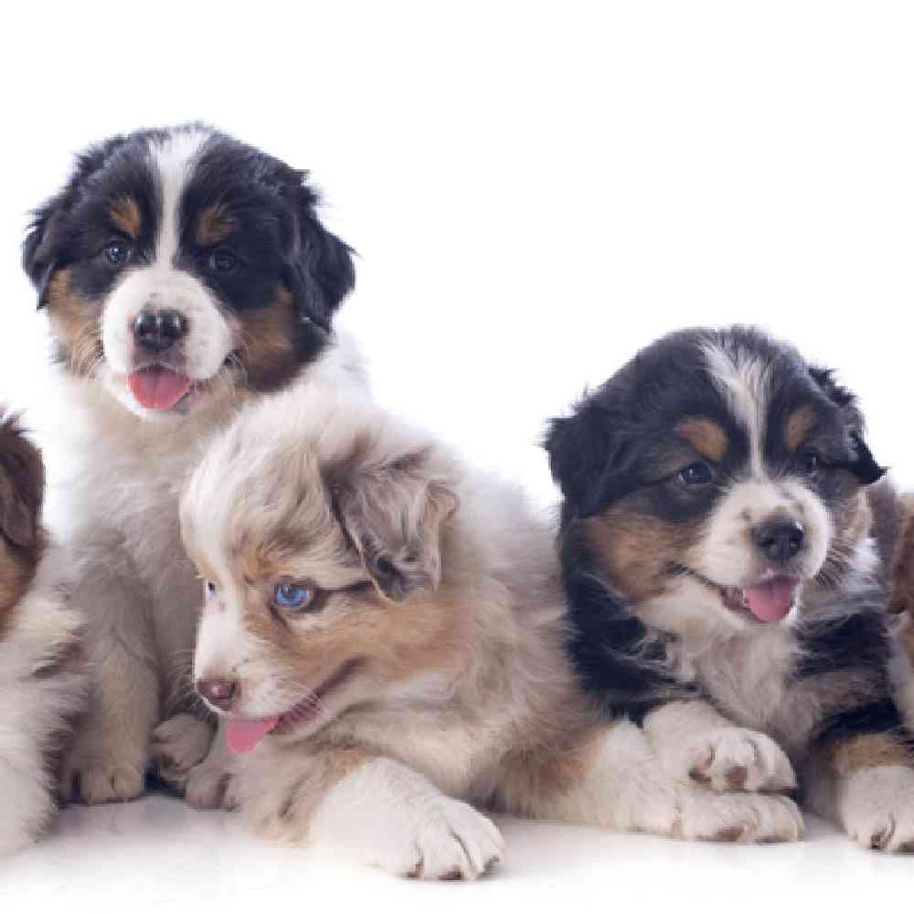 Information on Mini Australian Shepherd Puppies for Sale in Washington