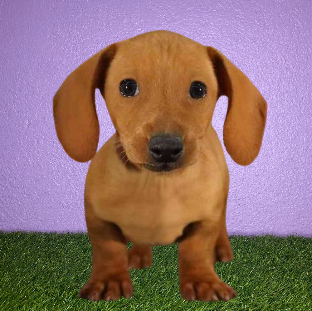 Female Dachshund Puppy for Sale in New Braunfels, TX