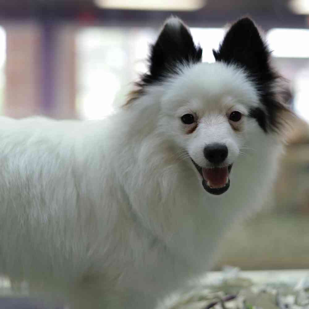 carousel pet images