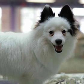 Pomeranian