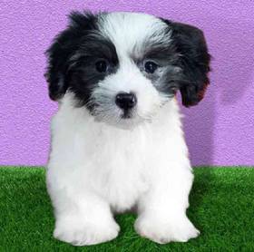 Coton De Tulear