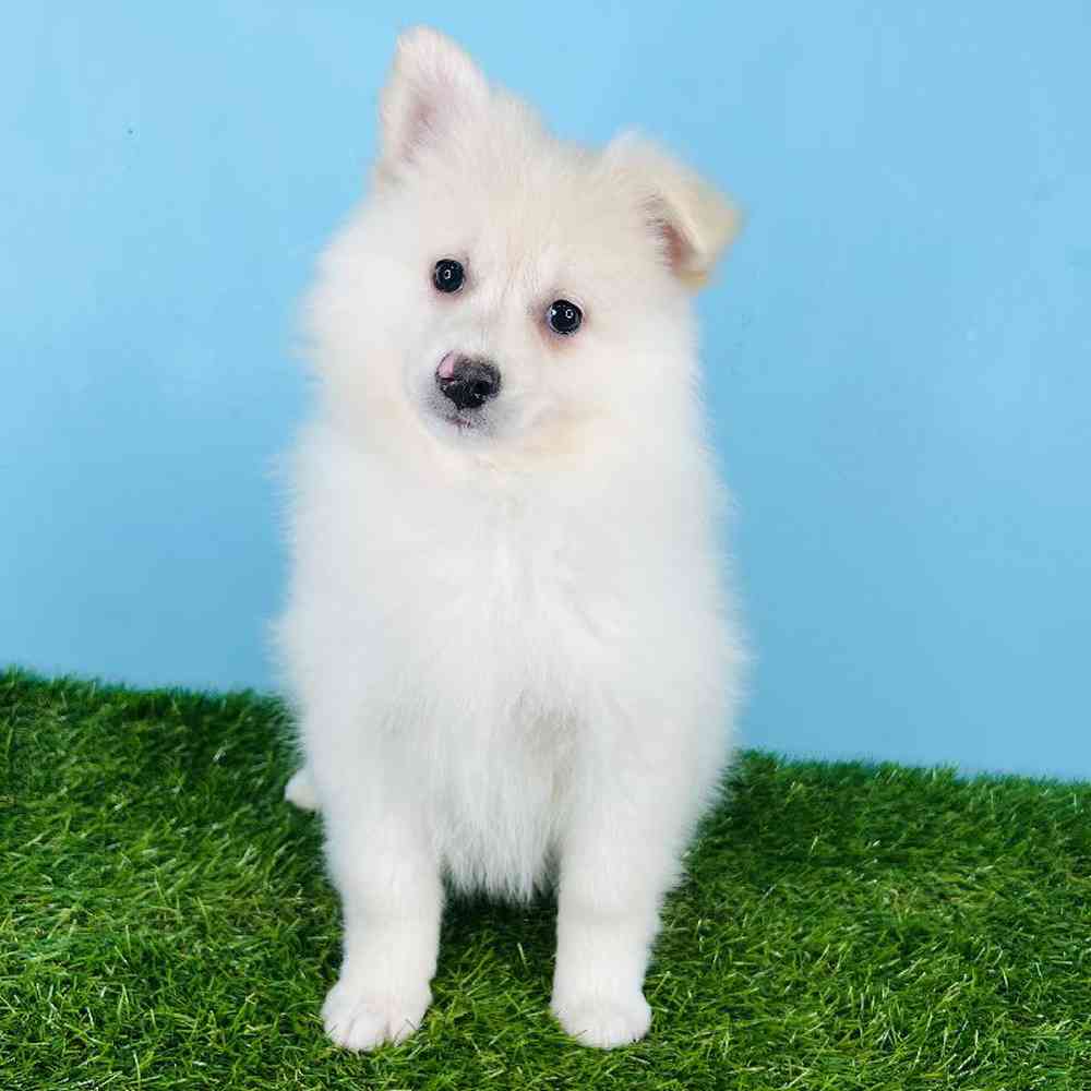 Female Pomimo Puppy for sale