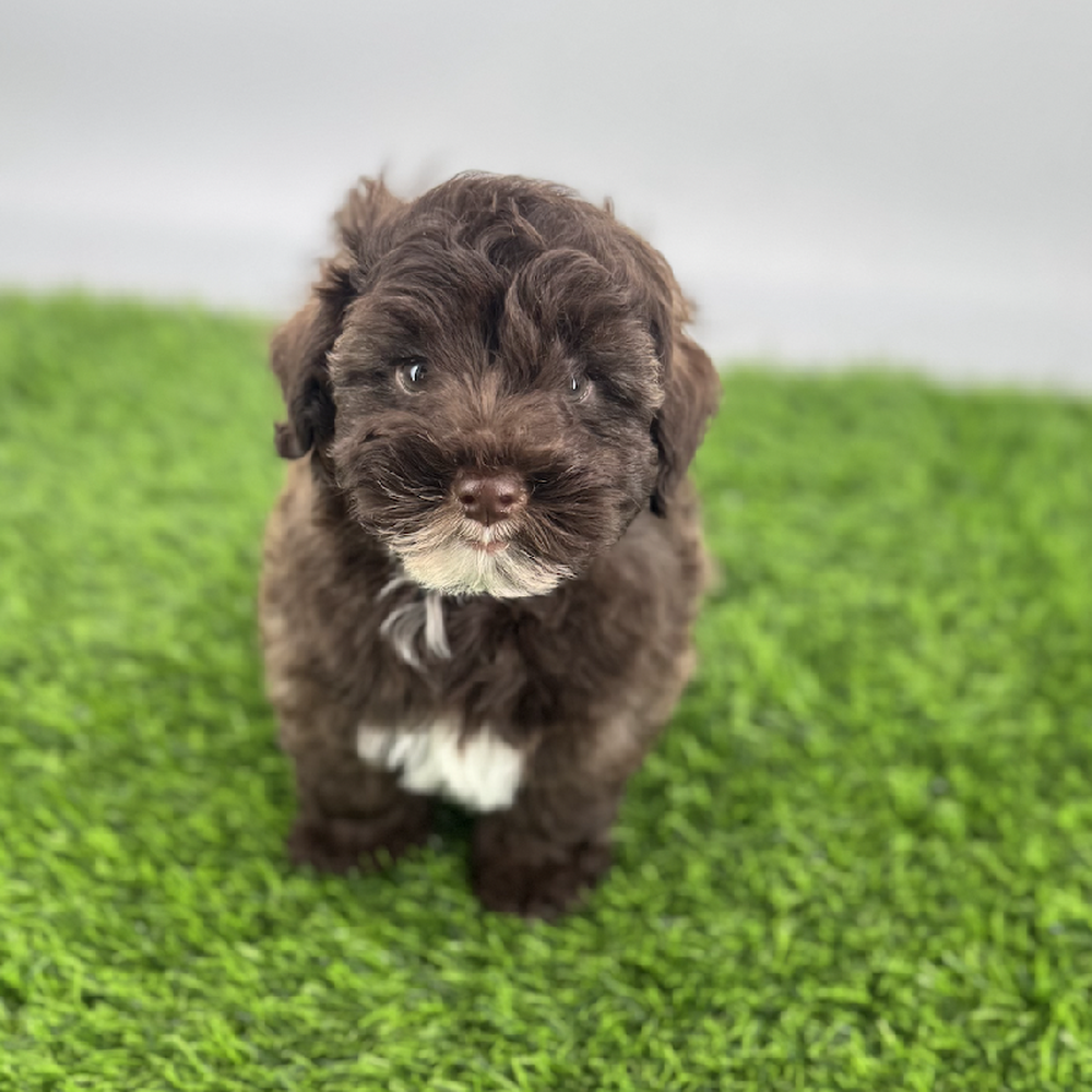 pet breed image