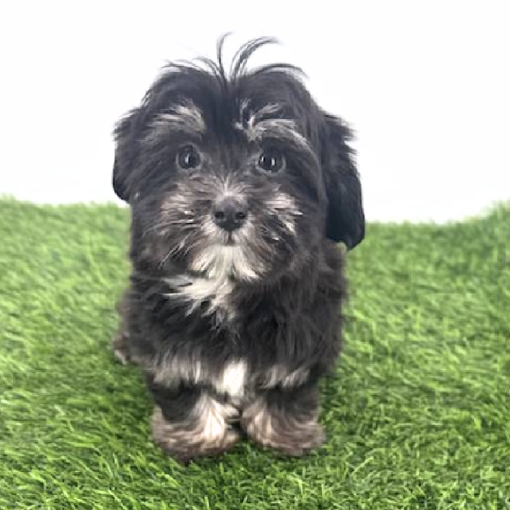 pet breed image