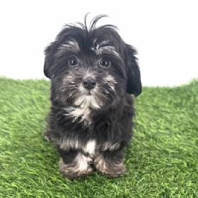 Havanese
