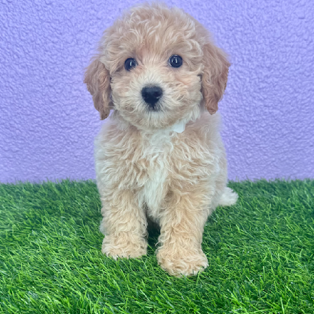 pet breed image