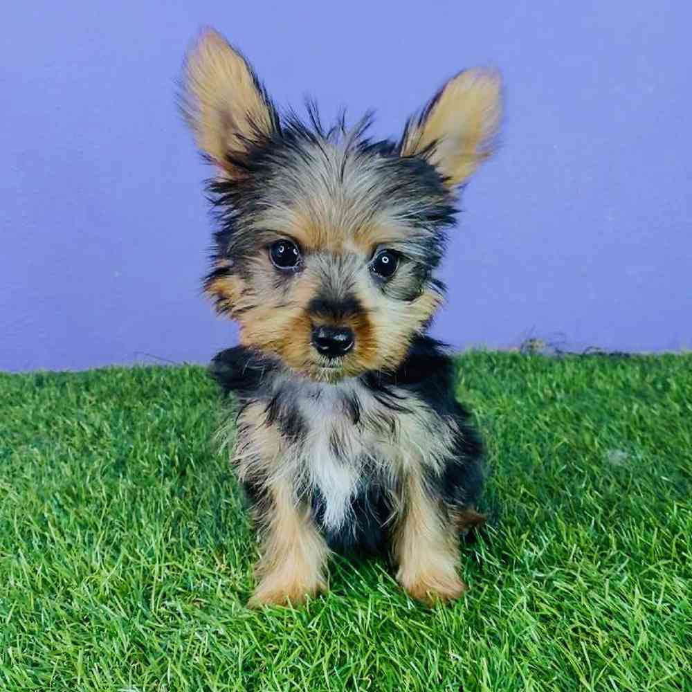 Male Yorkie Puppy for sale