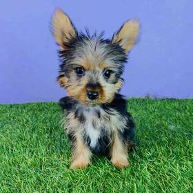 Yorkie