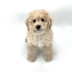 Bichapoo