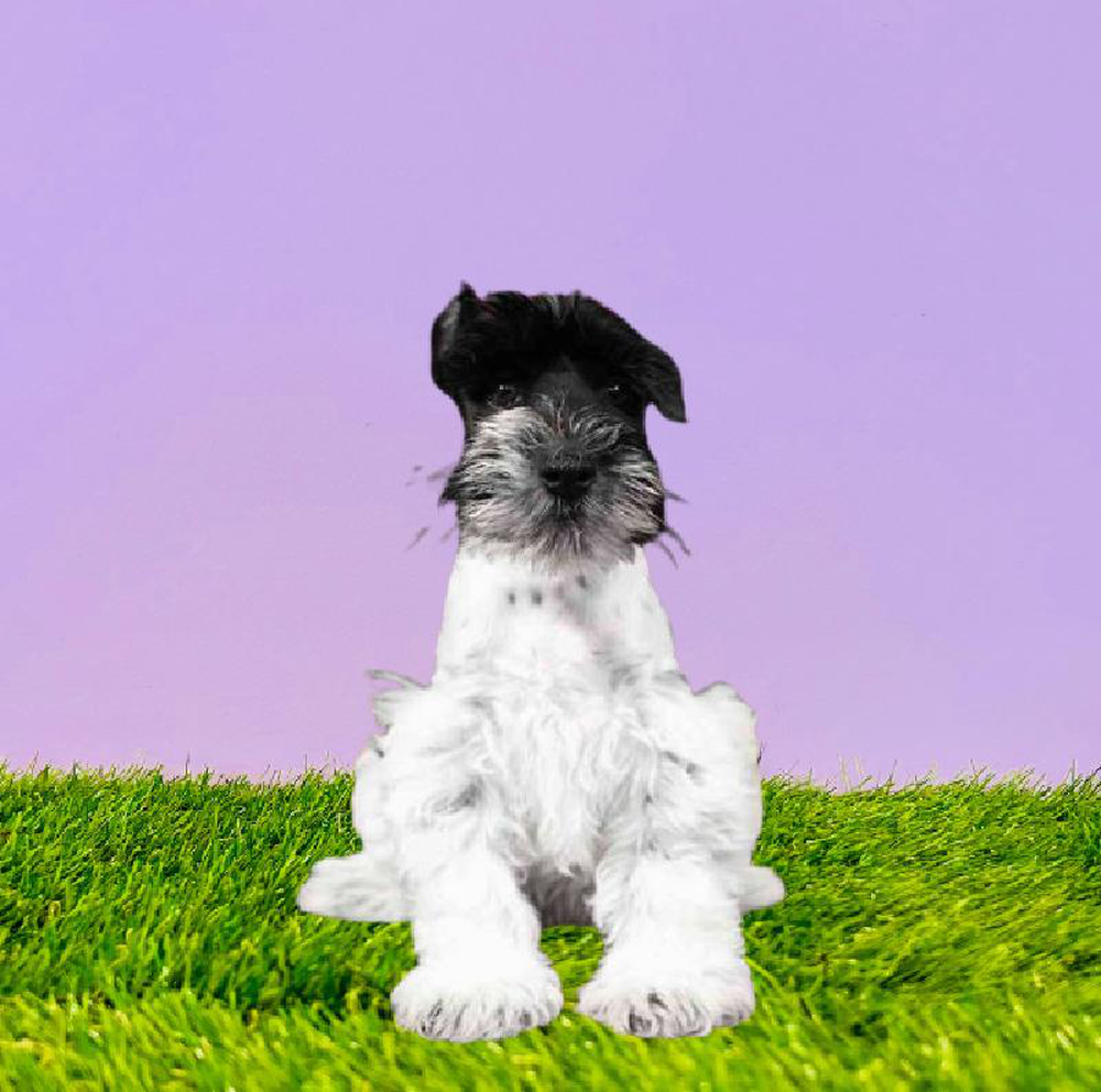 Male Mini Schnauzer Puppy for sale