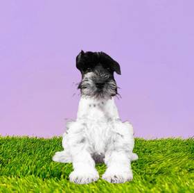 Mini Schnauzer