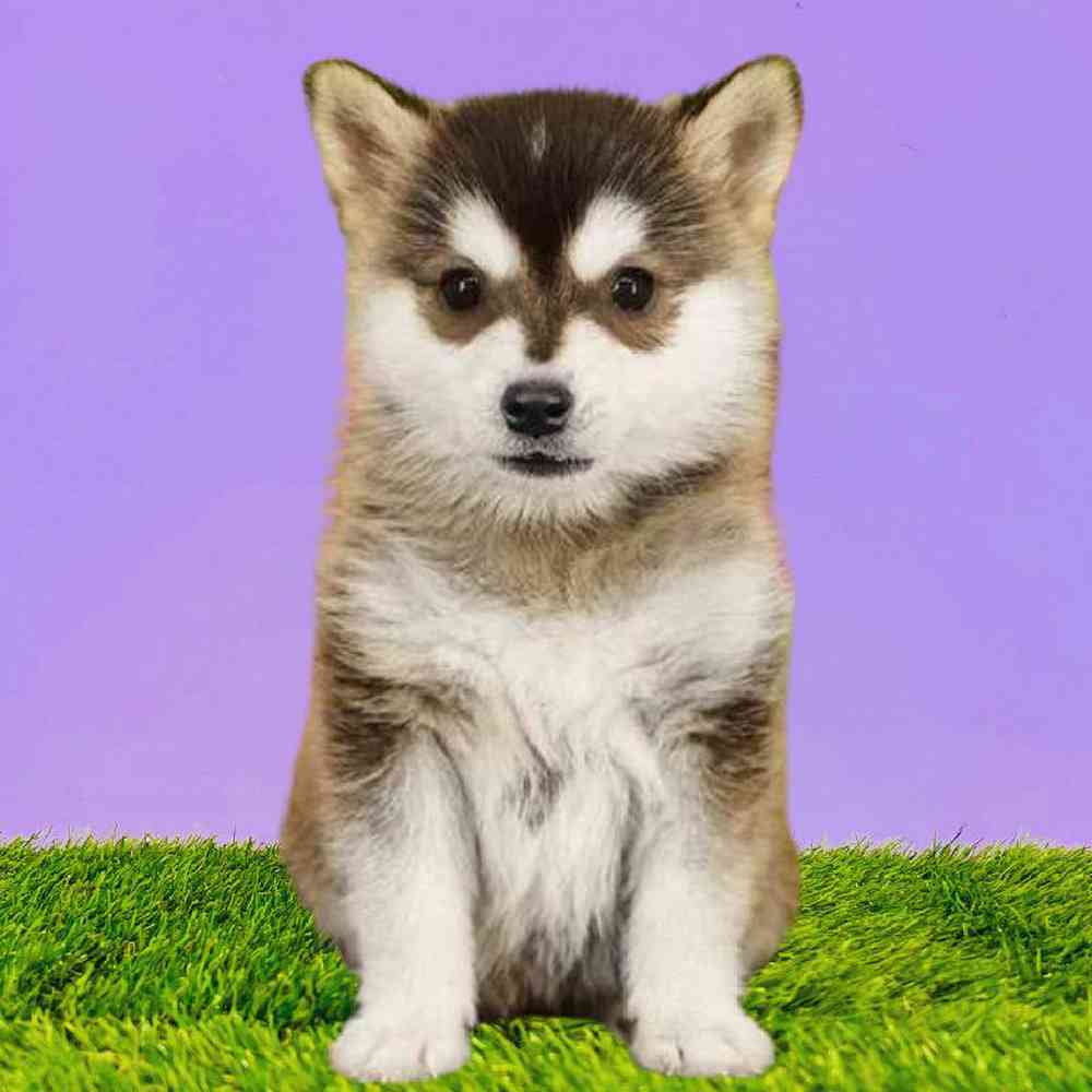 Male Alaskan Klee Kai Puppy for Sale in Puyallup, WA