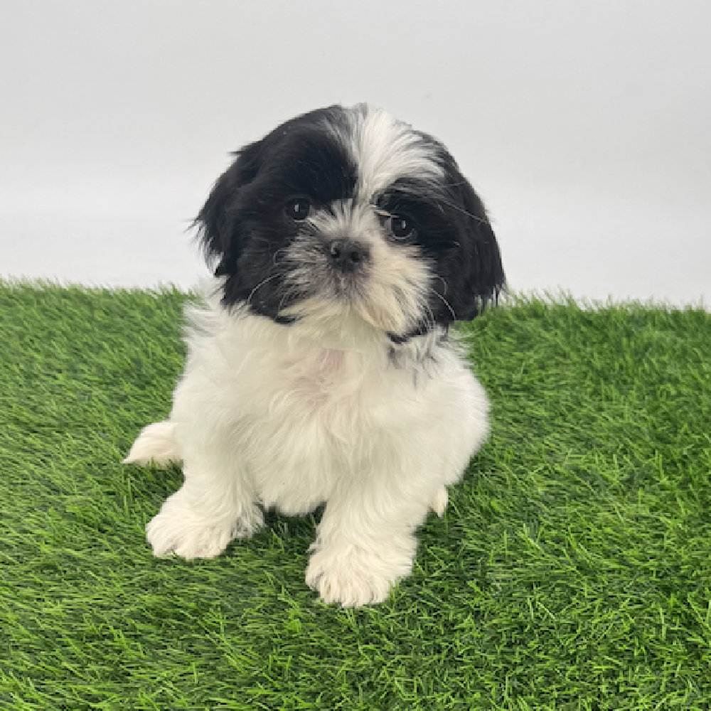 pet breed image