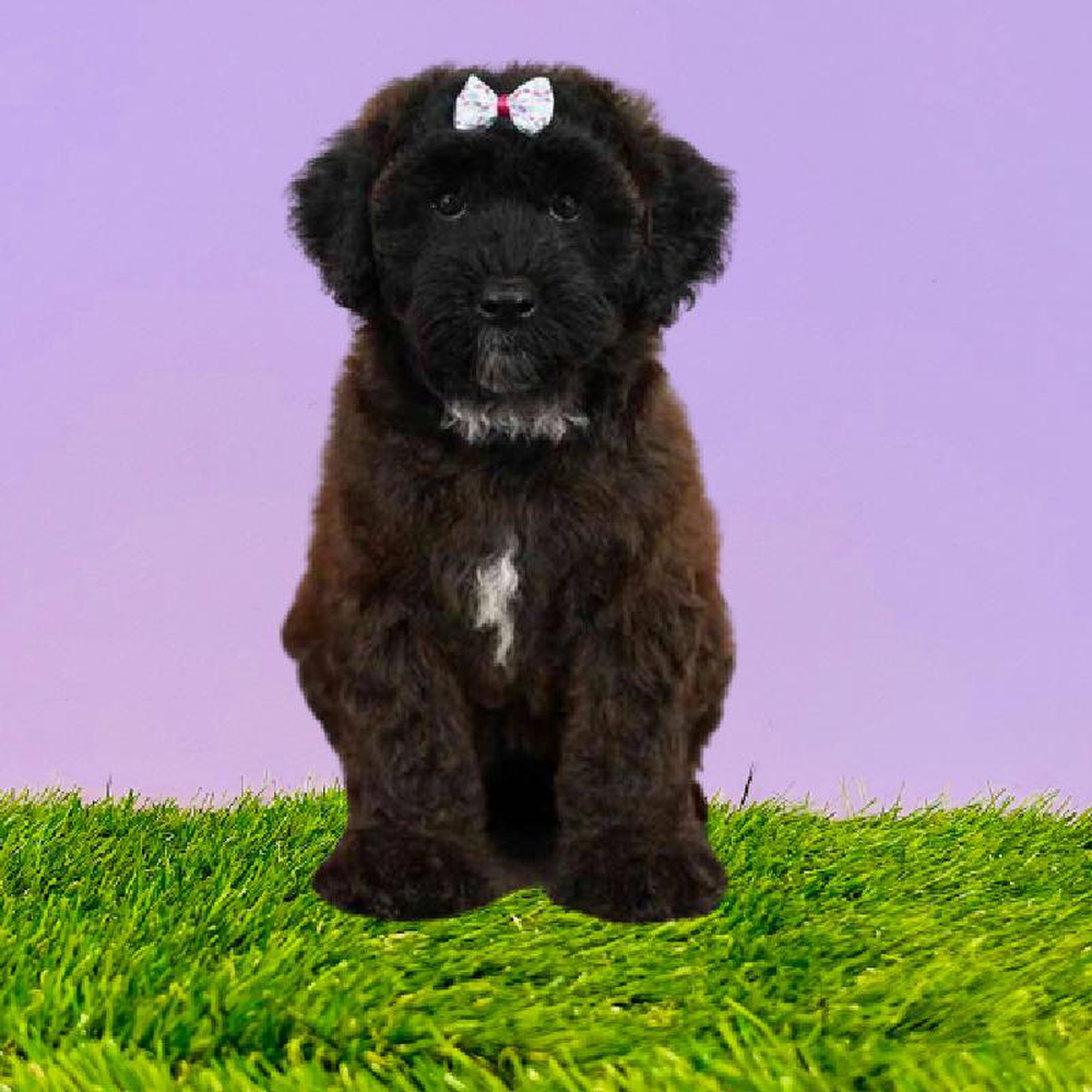 Female Whoodle Puppy for sale