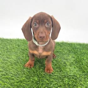 Dachshund