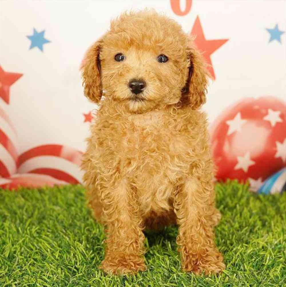pet breed image