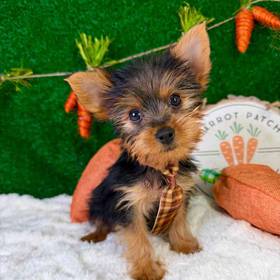 Yorkie
