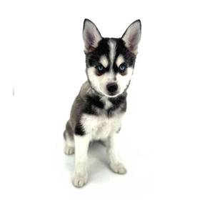 Alaskan Klee Kai