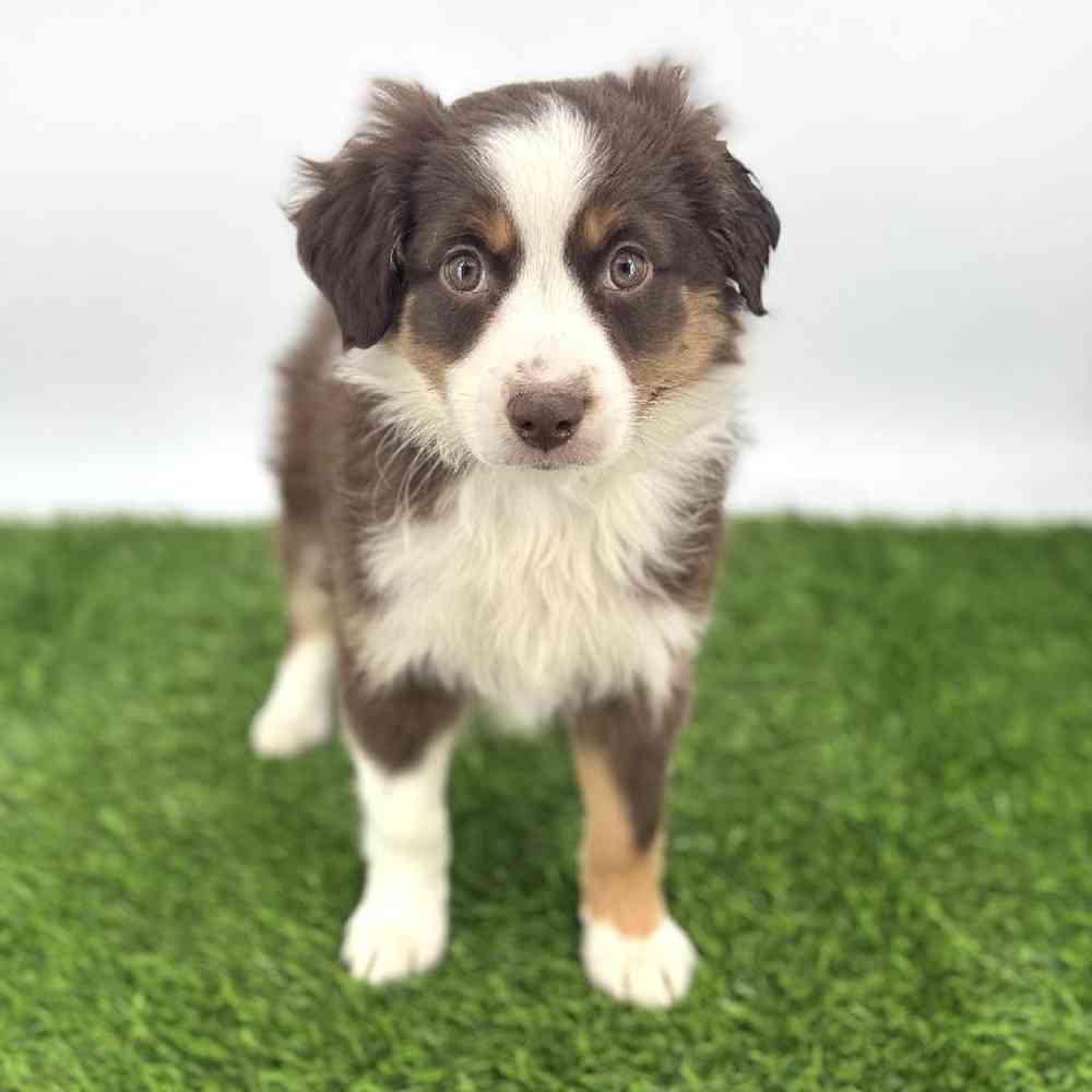 carousel pet images
