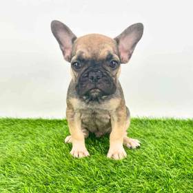 French Bulldog
