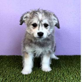 Alaskan Klee Kai/Bichon Frise