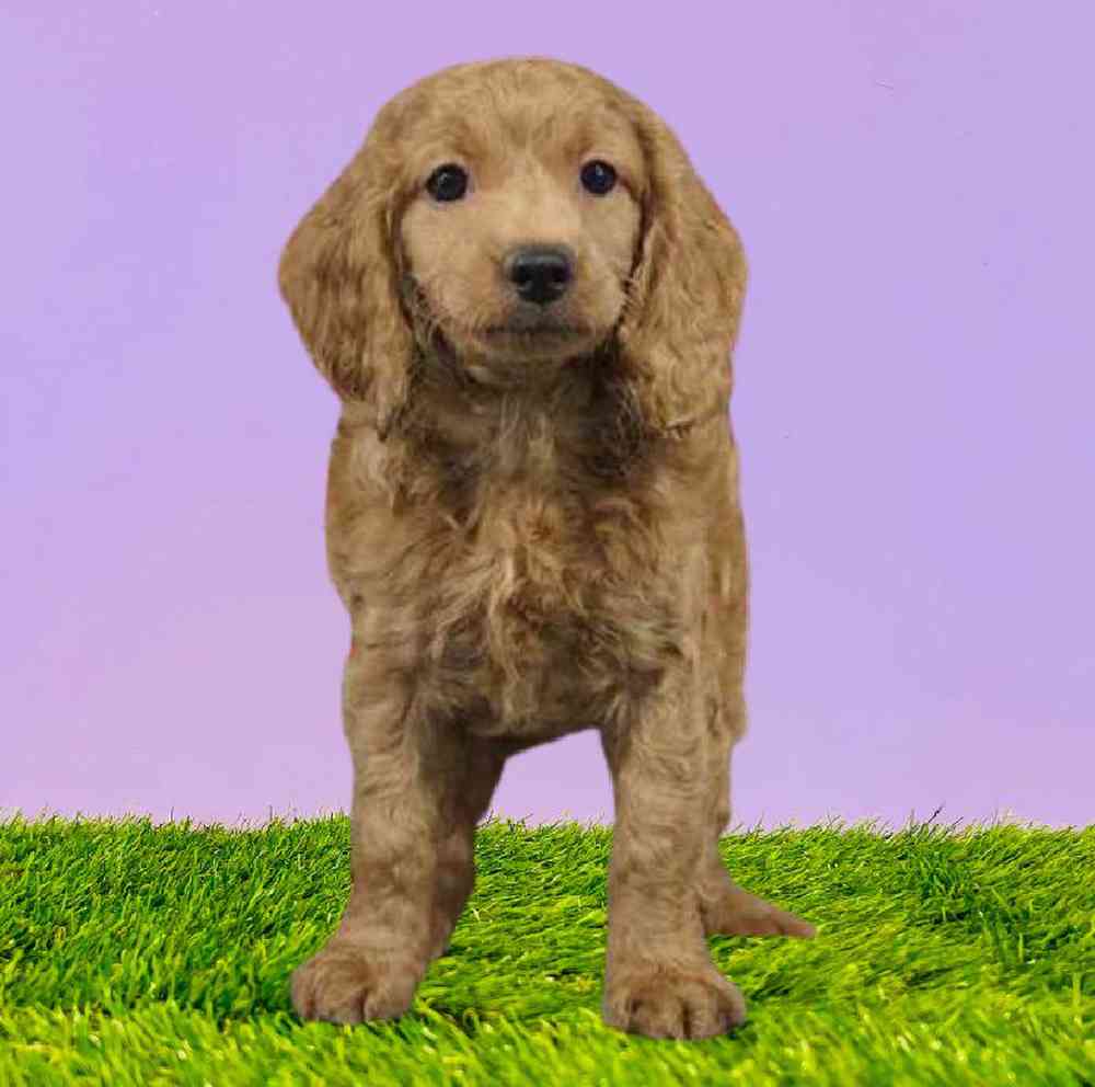 Female 2nd Gen Cockapoo Puppy for Sale in Puyallup, WA