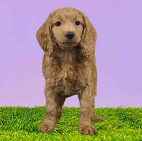 2nd Gen Cockapoo