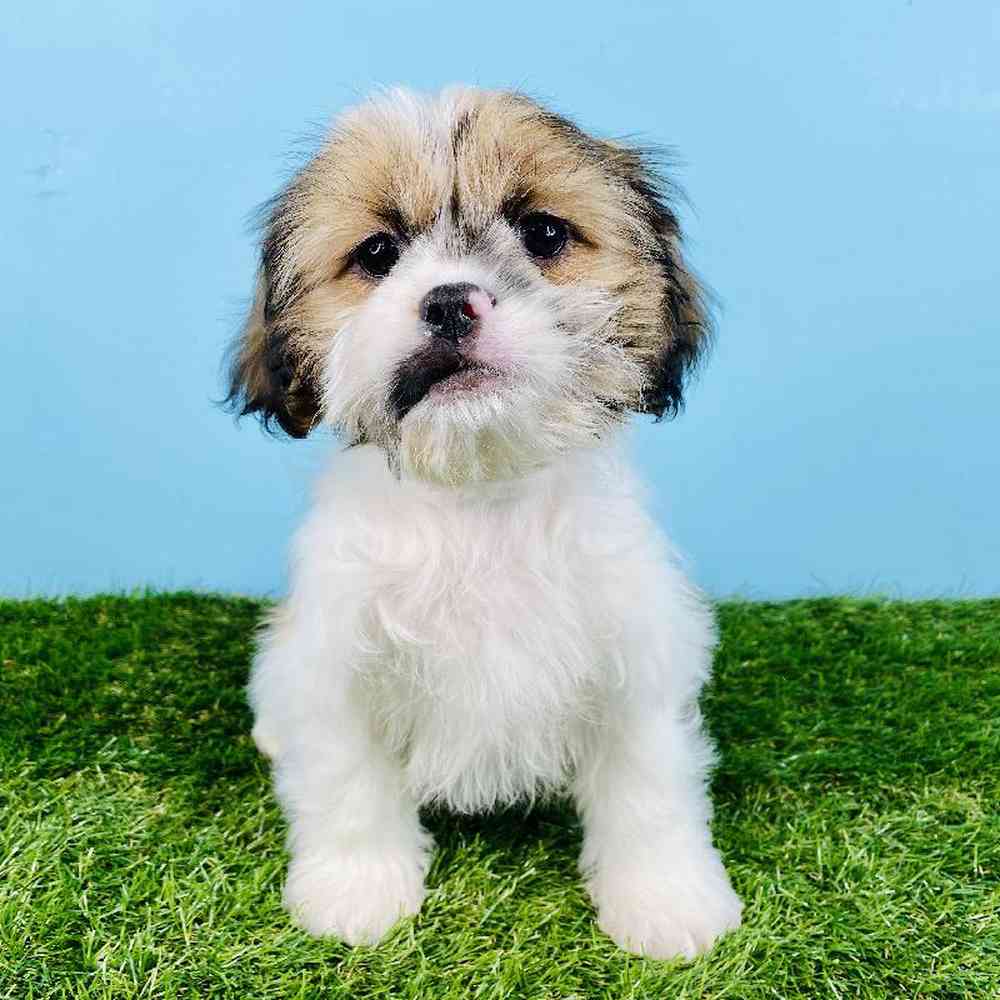 carousel pet images