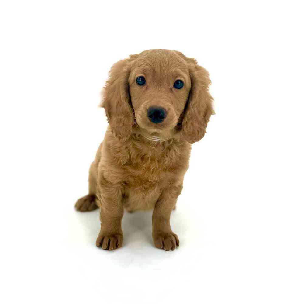 Male 2nd Gen Mini Goldendoodle Puppy for Sale in Puyallup, WA