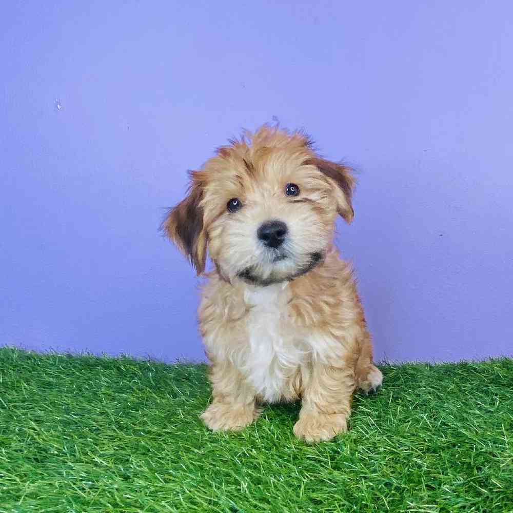 Male Yochon Puppy for sale