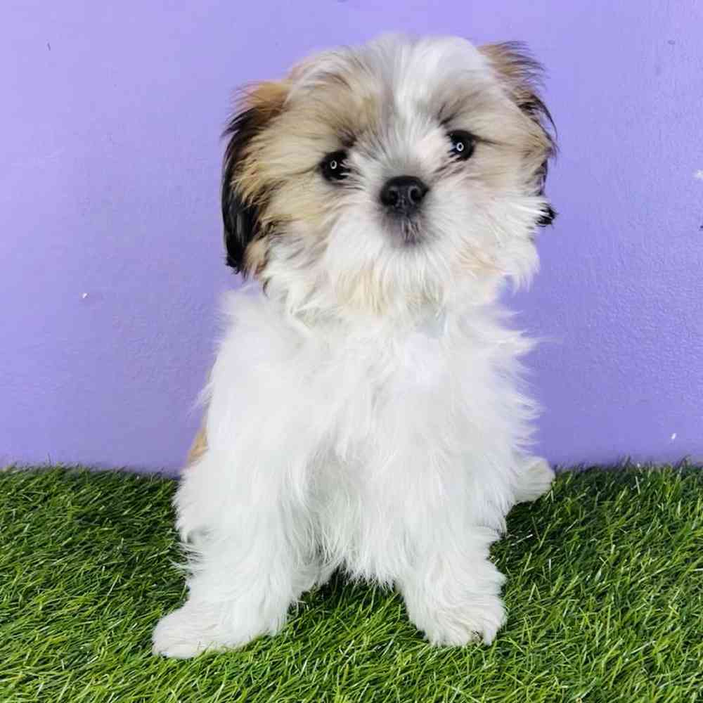 Female Shih Tzu Puppy for sale