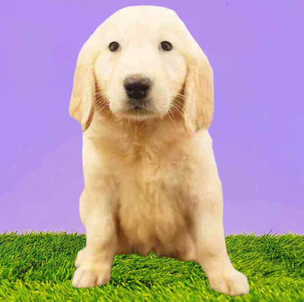 Female Golden Retriever Puppy for Sale in Puyallup, WA