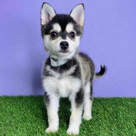 Alaskan Klee Kai