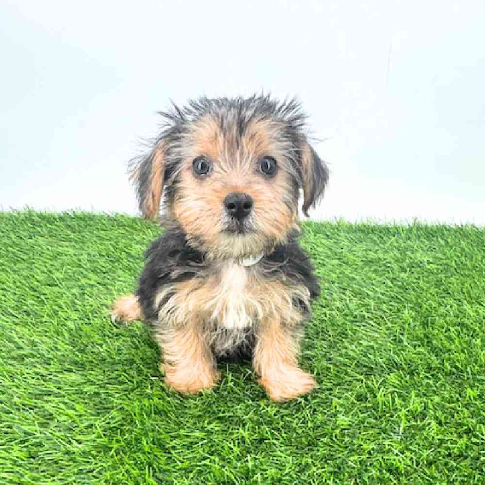 pet breed image