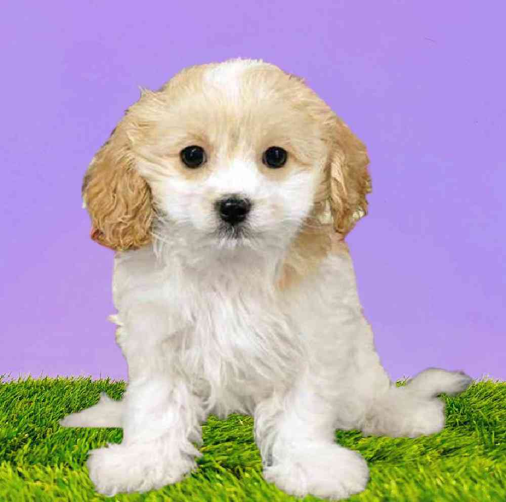 Female Cavapoo Puppy for Sale in Puyallup, WA