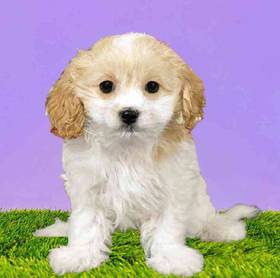 Cavapoo