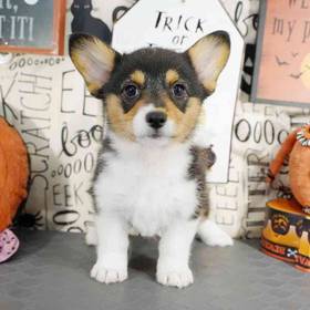 Pembroke Welsh Corgi