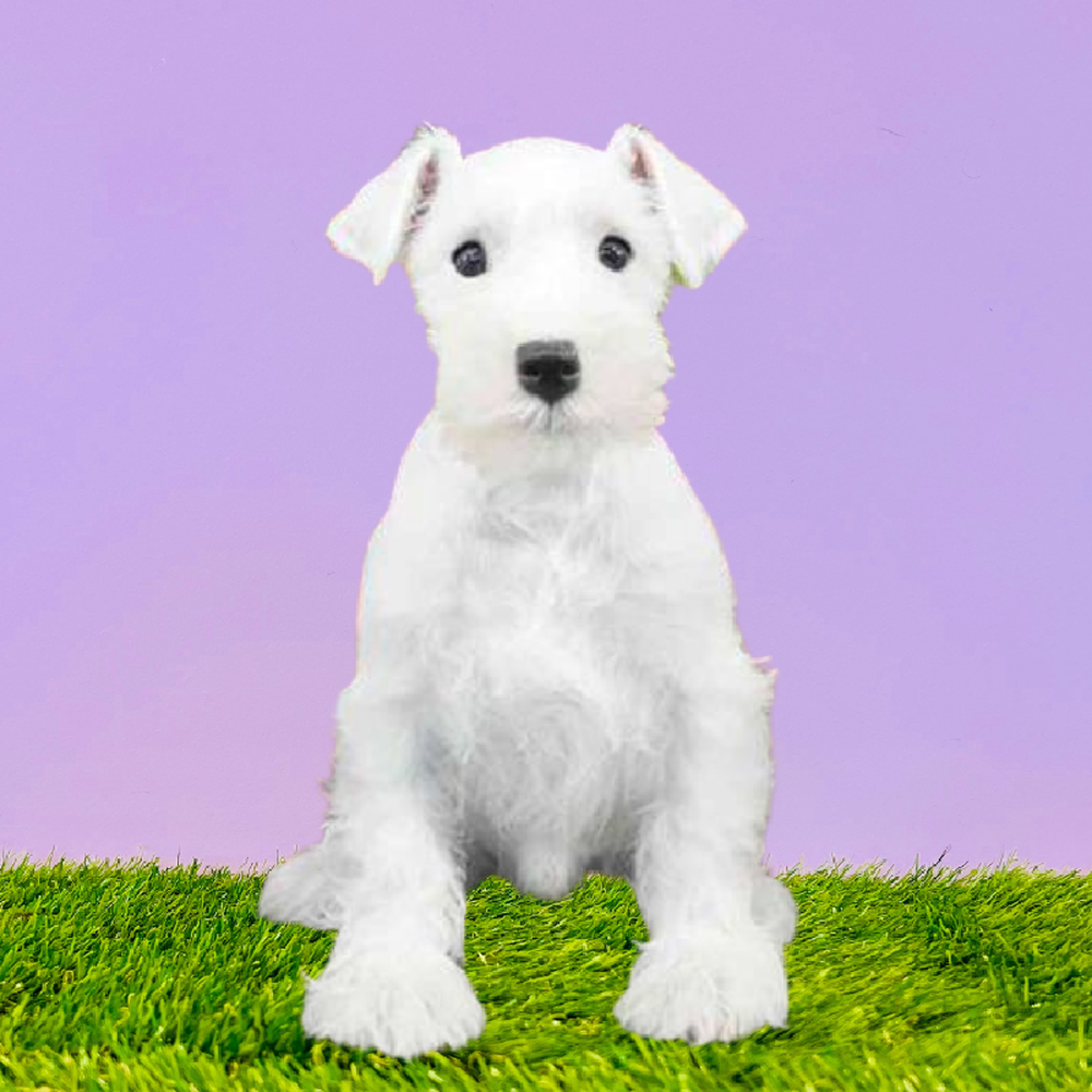Male Mini Schnauzer Puppy for Sale in Puyallup, WA