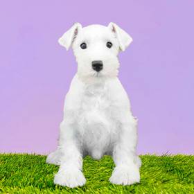 Mini Schnauzer