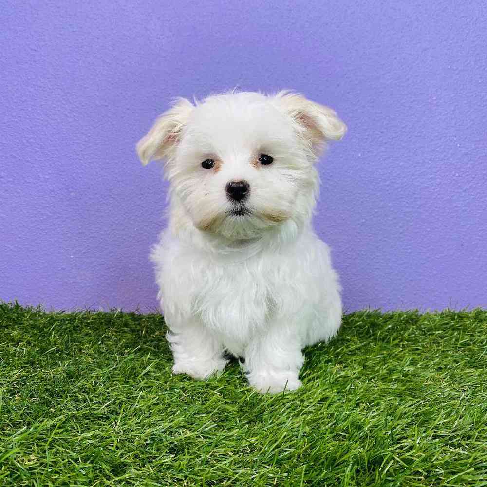 Female Maltese Puppy for sale