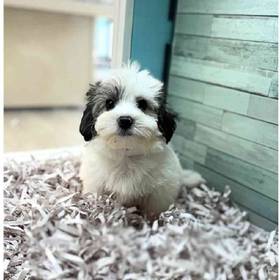 Coton De Tulear